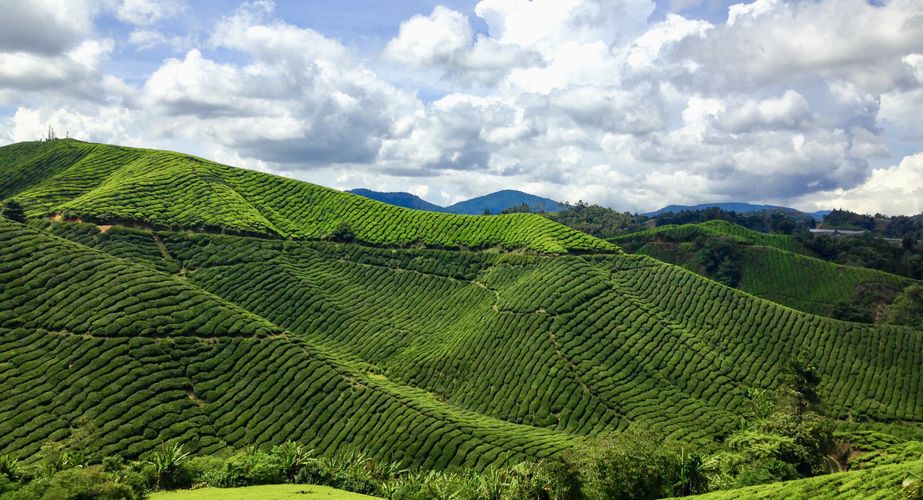 Prachtige Cameron Highlands Prachtige Cameron Highlands